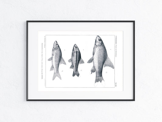 Fische Afrika 1912