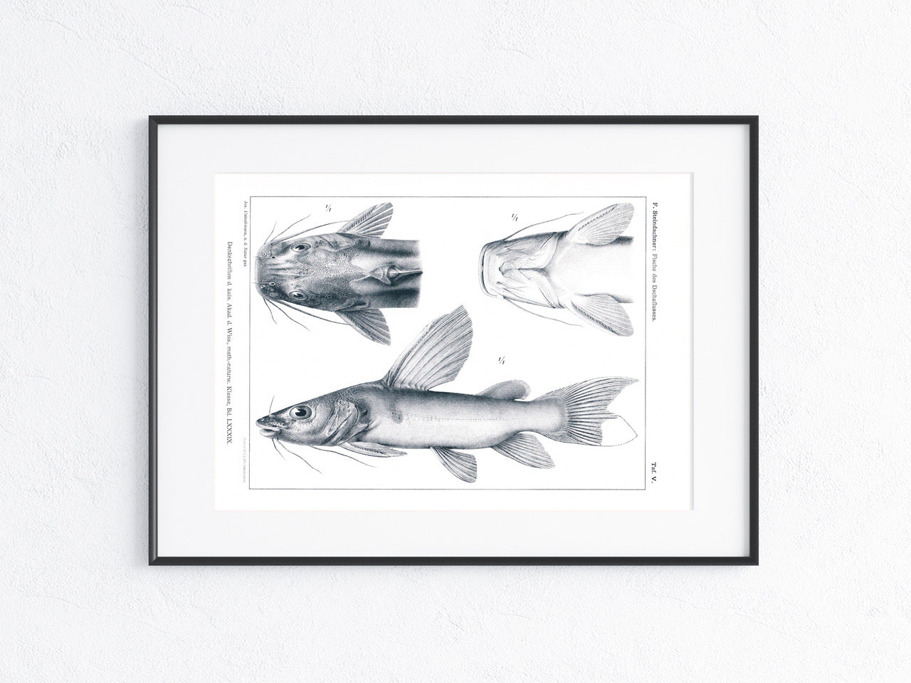 Fische Afrika 1912
