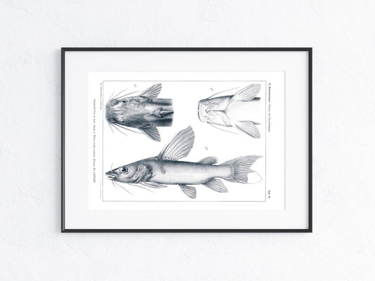 Fische Afrika 1912