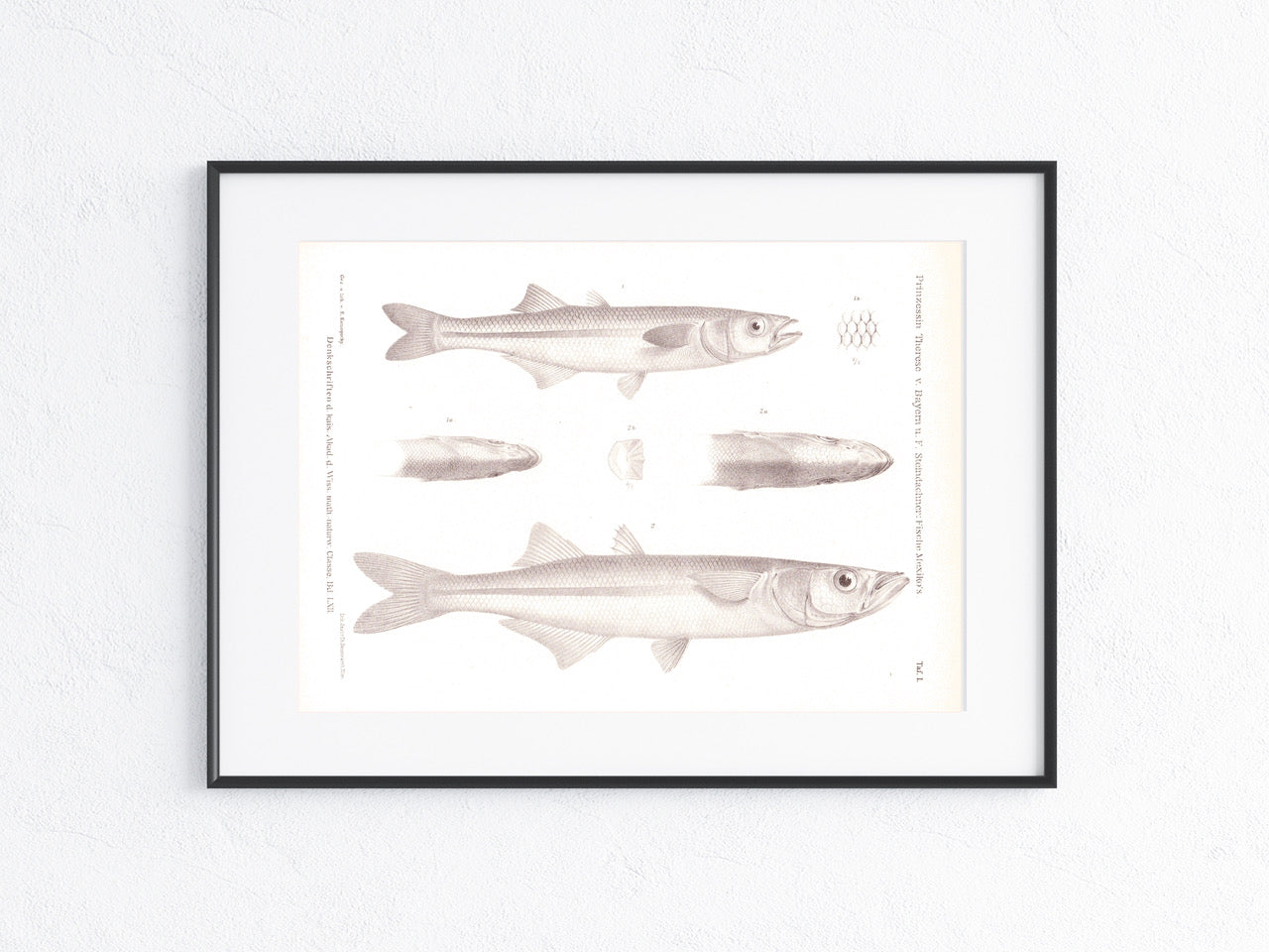 Fische Mexiko 1895