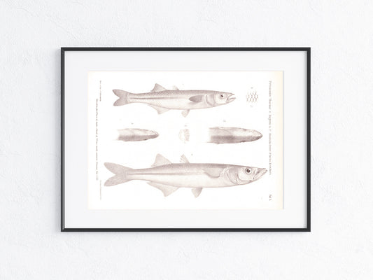 Fische Mexiko 1895