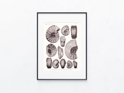 Fossilien 1919