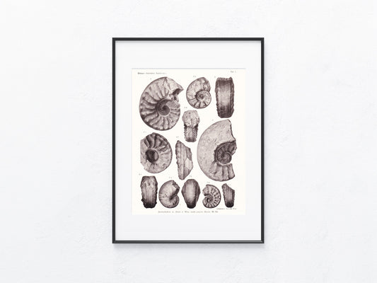 Fossilien 1919