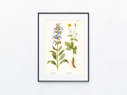 Original Botanik Schautafel 1936 Gartensalbei