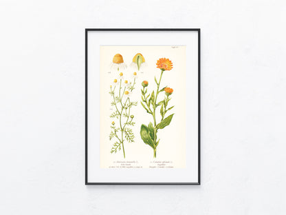 Original Botanik Schautafel 1936 Kamille Ringelblume