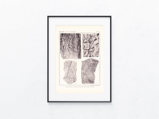 Fossilien 1895