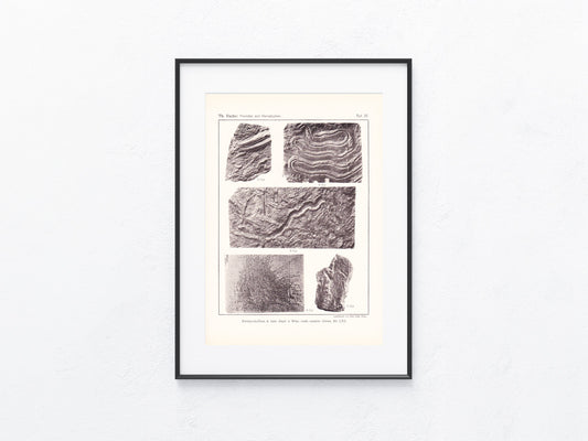 Fossilien 1895