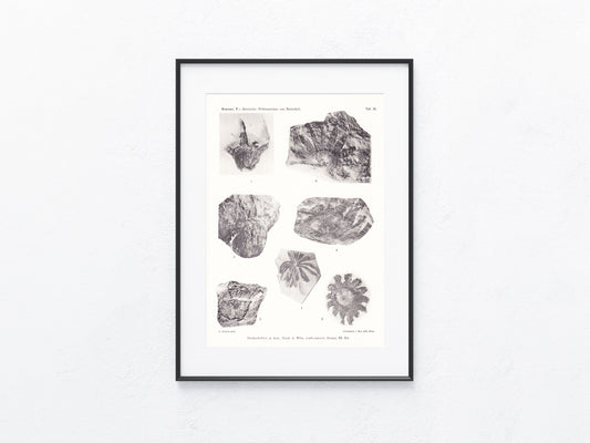 Pflanzen Fossilien 1915