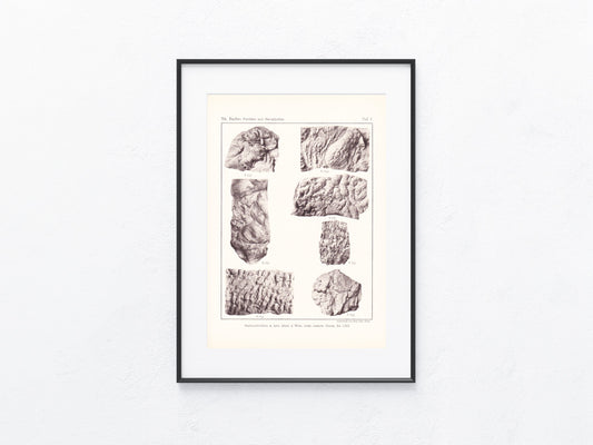 Fossilien 1895