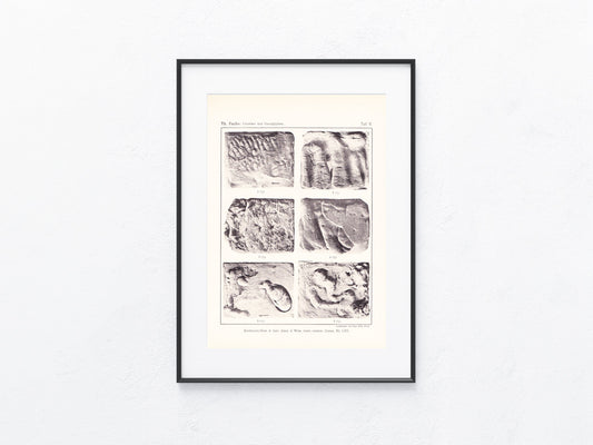 Fossilien 1895
