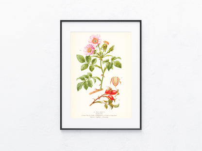 Original Botanik Schautafel 1936 Heckenröschen Rosen