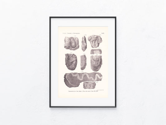 Fossilien 1895