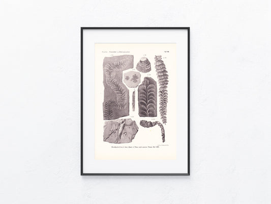 Fossilien 1895