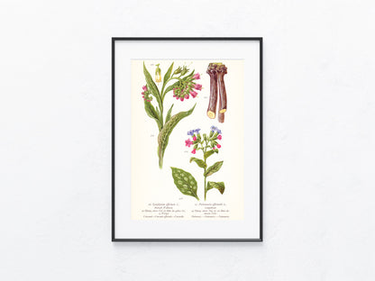 Original Botanik Schautafel 1936 Beinwell Wallwurz Lungenkraut