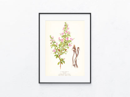 Original Botanik Schautafel 1936 Hauhechel Ononis spinosa