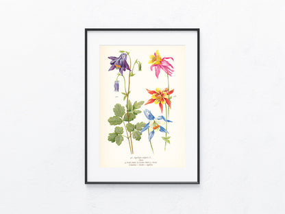 Original Botanik Schautafel 1936 Akelei Aquilegia vulgaris