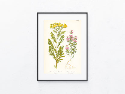 Original Botanik Schautafel 1936 Tanacetum Rainfarn Thymian