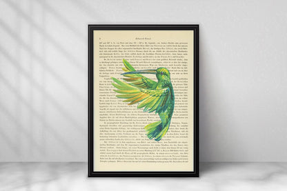 Kolibri