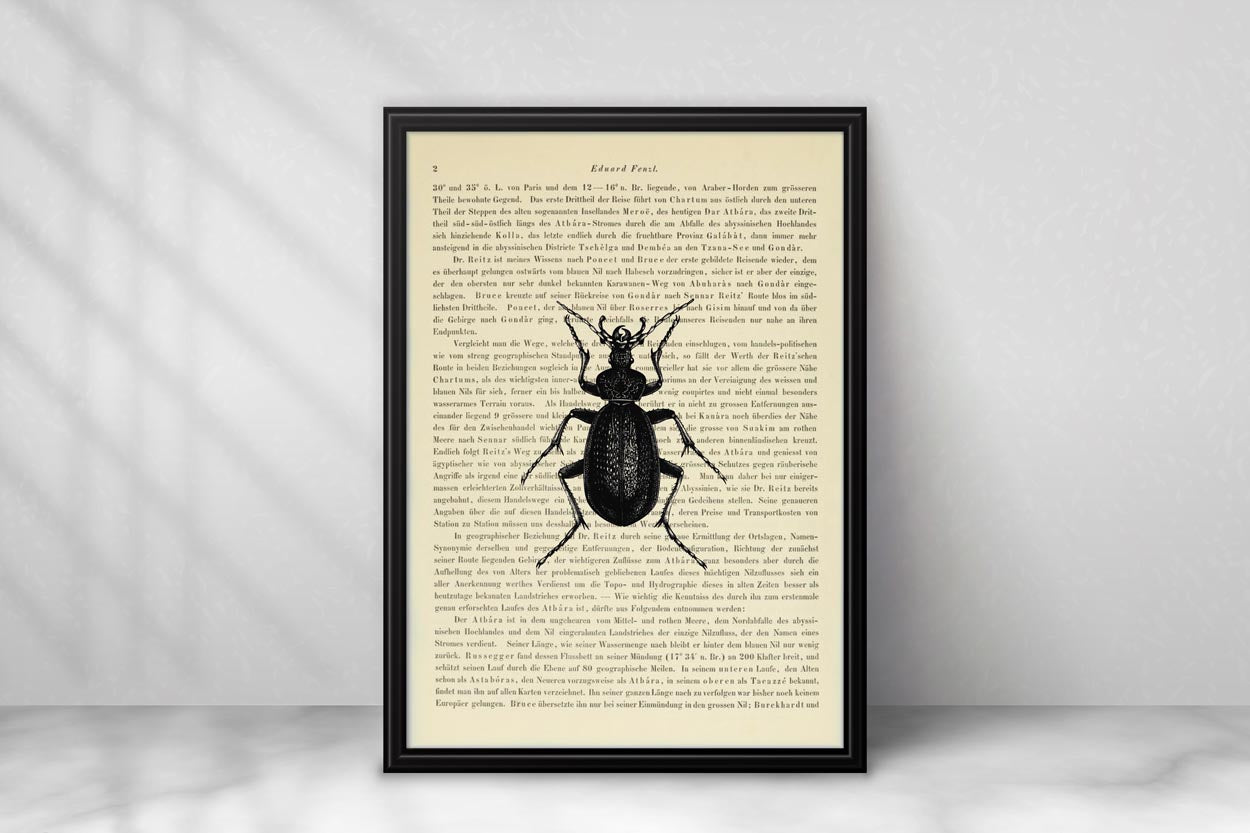 Insekten Prints - 6er Set