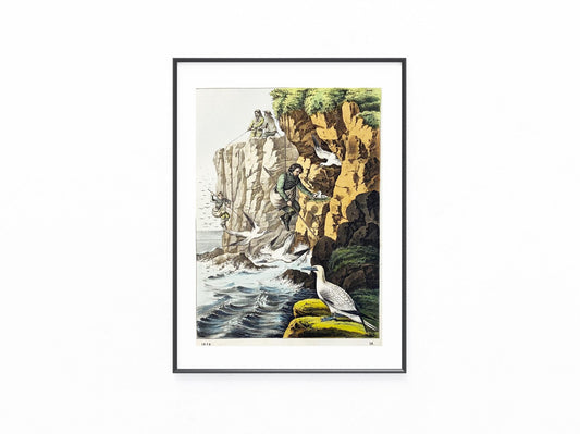 Eiersammler an der Steilküste 1858 Original Farblithografie | Historische Szene | Seevögel Felsen Eier Vogeleier