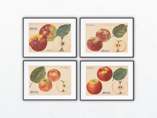Apfel Vintage 4er Obsttafeln Set original 1940 | Naturkunde Druck Rosenapfel Goldrenette