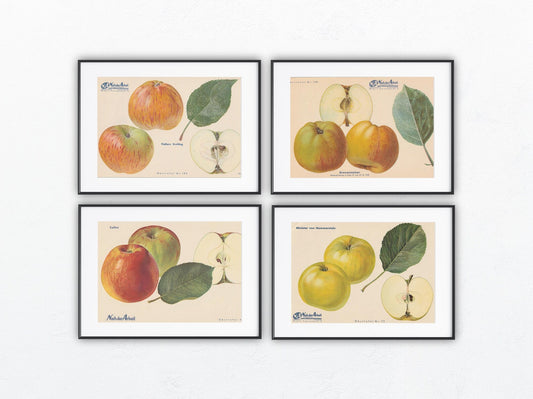 1940 Äfpel Vintage Obsttafel 4er-Set original | Wanddeko Apfel Obst Früchte