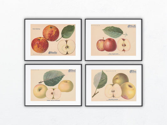 1940 Äfpel Vintage Obsttafel Set original | Gulerdling Renette Apfel Obst Früchte
