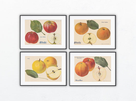 Apfel Vintage Obsttafeln 4er Set original 1940 | Lavanttal Bananenapfel Idaho