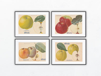 1940 Äfpel Vintage Obsttafel 4er-Set original | Wanddeko Apfel Obst Früchte Küchenapfel