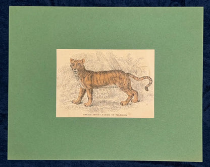 1860 Liger Raubtier Hybride Löwe Tiger | Seltene Original Tierdarstellung Hybrida
