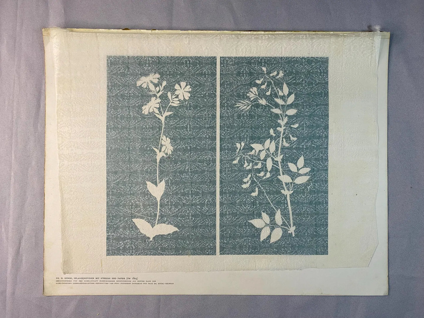 Original Druck Pflanzenstudien 1900 | Historische Naturstudien Botanik