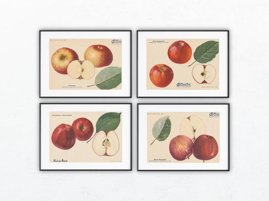 Apfel Vintage 4er-Set Obsttafeln Set original 1940 | Haslinger Eiserapfel Sommerapfel