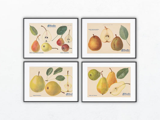 Birne Vintage Obsttafel 4er Set original 1940 | Trévoux Butterbirne Muskateller