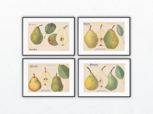 1940 Birnen Vintage Obsttafeln 4er Set original | Napoleons Butterbirne Gräfin von Paris