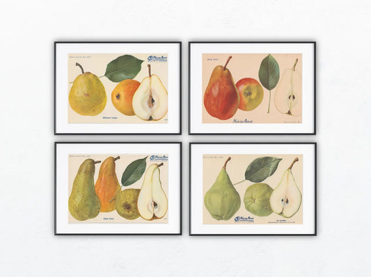 Birnen Vintage Obsttafeln 4er Set 1940 | Minister Lucius, Gute Luise, Abbé Fétel