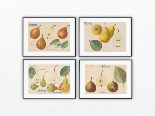 Birnen Vintage Obsttafeln 4er Set 1940 | Nagowitzbirne Capiaumont Schmalzbirne