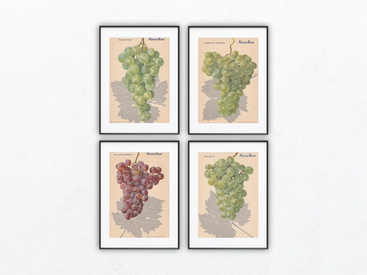 Trauben Vintage Obsttafel 4er-Set 1940 | Weintrauben Vino Gutedel Tompa Weingarten Pirovano