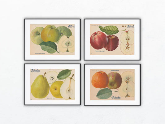 Apfel & Birne Vintage Obsttafel 4er-Set original 1940 | botanische Illustration alt selten Wanddeko