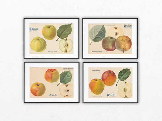 1940 Äfpel Vintage Obsttafel 4er-Set | Maschansker Herbstapfel