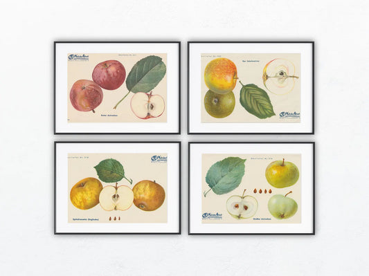 Apfel Vintage 4er-Set Obsttafeln Set 1940 | Früchte Astrachan Schulmeister