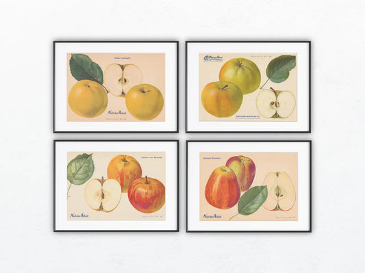 Apfel Vintage Obsttafel Set original 1940er | Boskoop Edelapfel Kalvill