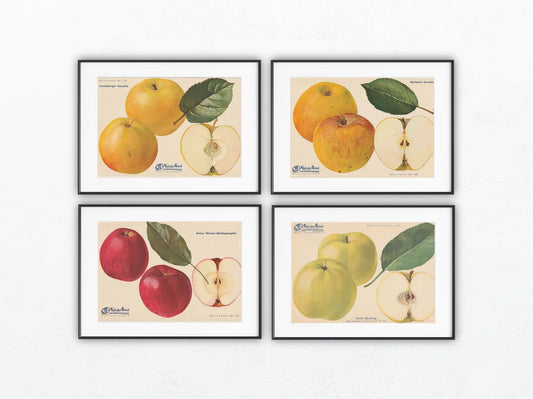 Apfel Vintage Obsttafel 4er-Set 1940er | Himbeerapfel Renette Potts Sämling