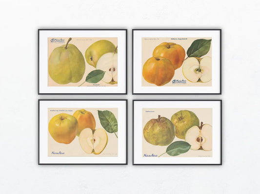 Apfel Vintage Obsttafel 4er-Set 1940er | Roosevelt Edelkarasan Gesundheit