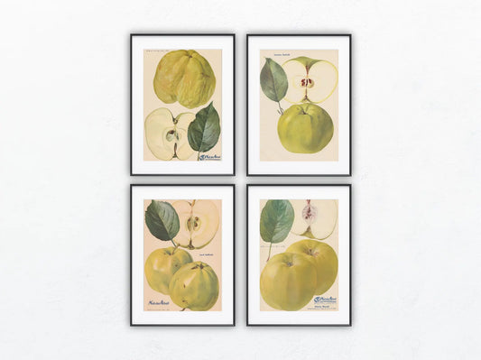 Apfel Vintage Obsttafel 4er-Set 1940er Wanddeko | Gloria Mundi Kalvill