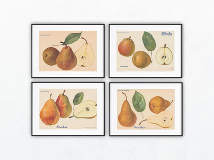 1940 Birnen Vintage Obsttafeln 4er Set original | Flaschenbirne Baronin Mello