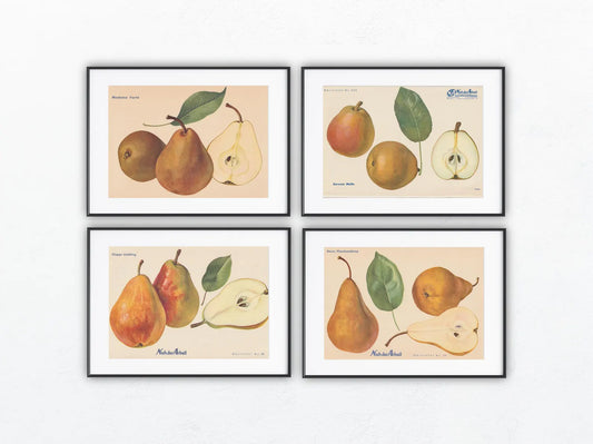 1940 Birnen Vintage Obsttafeln 4er Set original | Flaschenbirne Baronin Mello