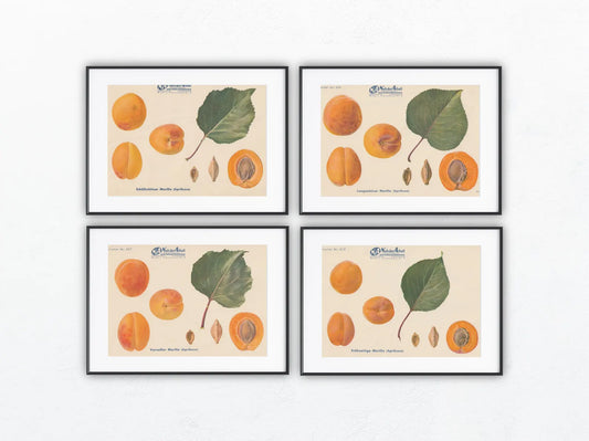 1940 Marillen Obsttafel 4er-Set Vintage | Langenlois Schöllschitz Aprikose Prunus armeniaca