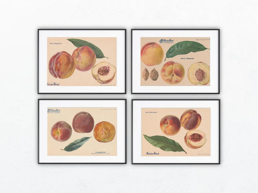 Pfirsiche Obsttafeln 4er-Set Vintage 1940er original | Frühpfirsich Triumphpfirsich